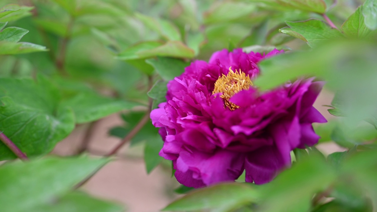 春天花园里的一朵紫色牡丹视频下载
