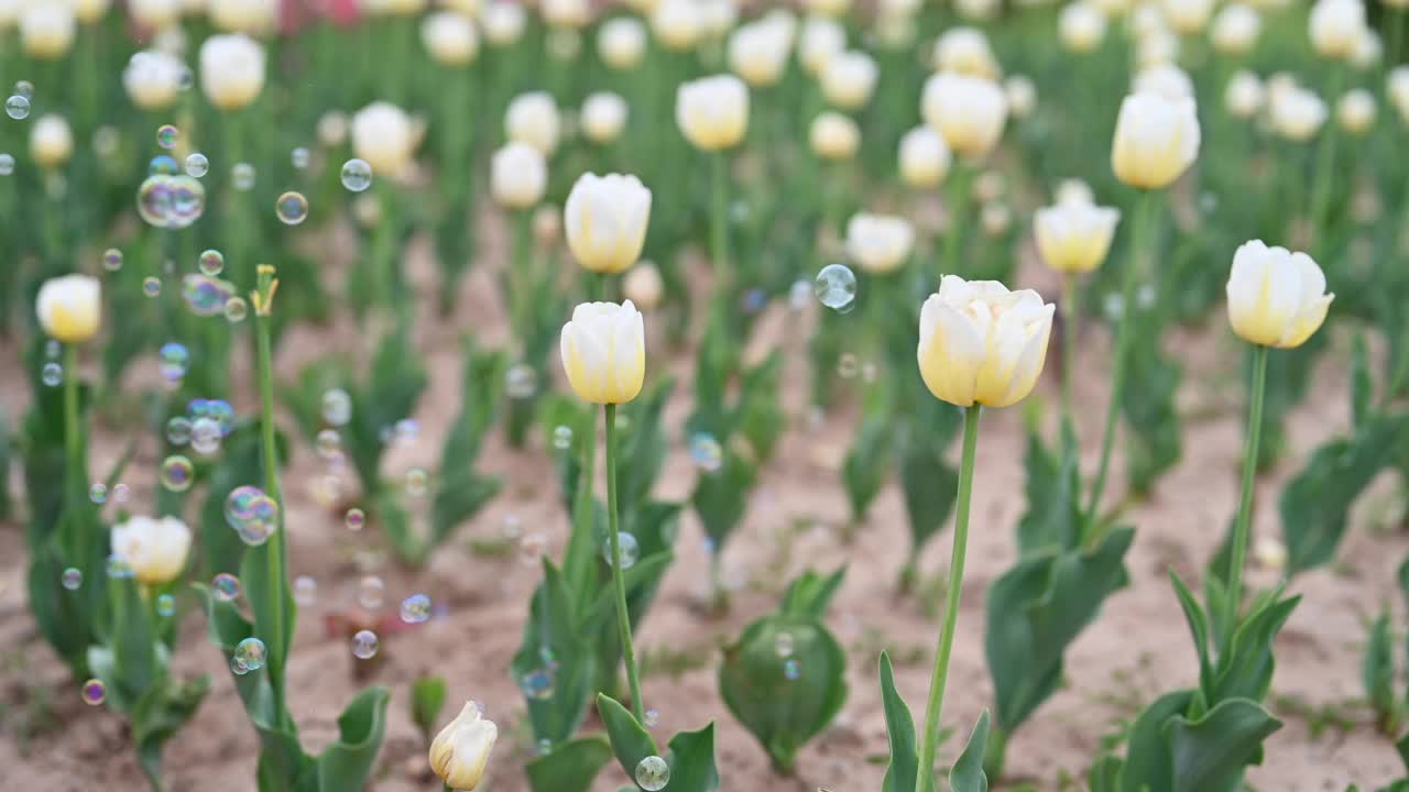 春天的花园里，白色郁金香在风中摇曳视频素材
