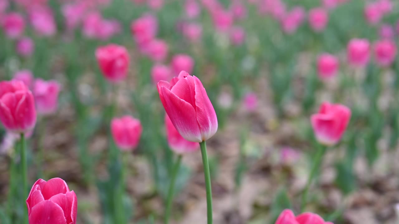 春天的花园里，红郁金香在风中摇曳视频素材