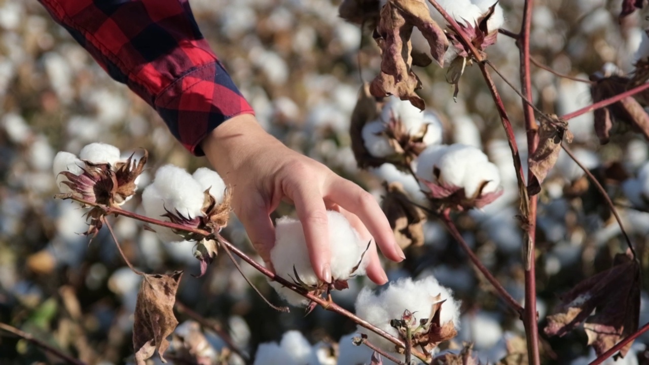 年轻的农民妇女收割棉花的慢镜头。农业和纺织工业视频下载
