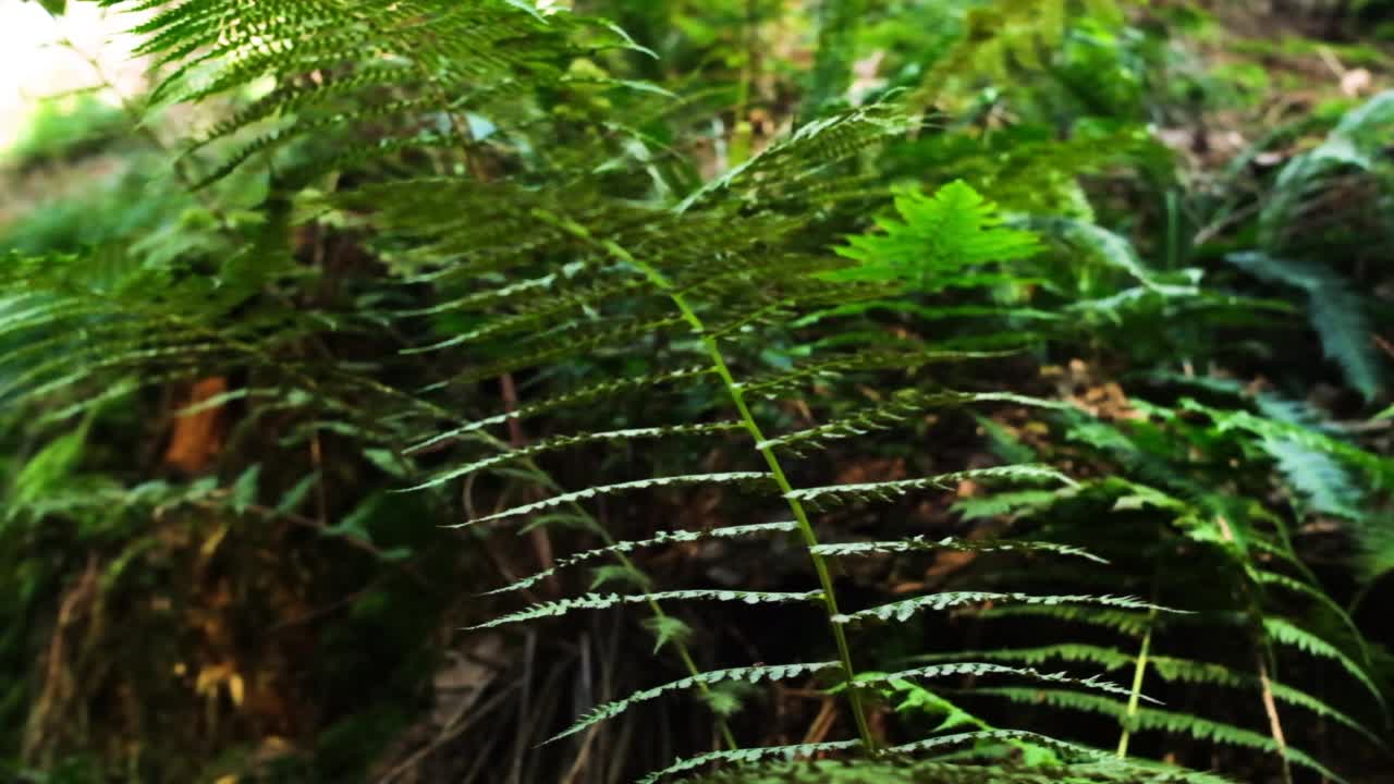 在绿色的森林里蕨视频素材