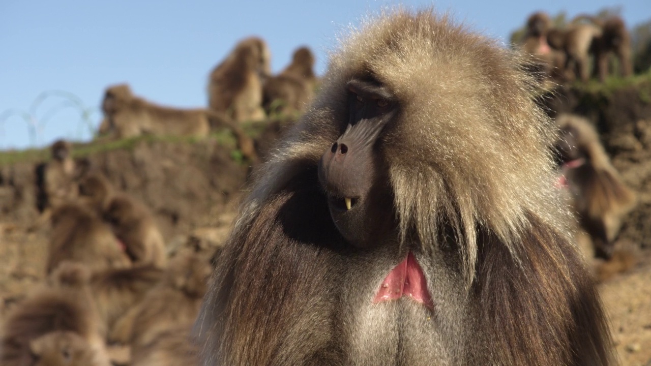 狒狒打哈欠，埃塞俄比亚。视频下载