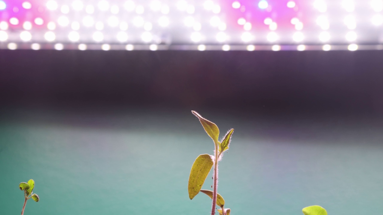 番茄和百里香幼苗在LED照明下生长视频下载