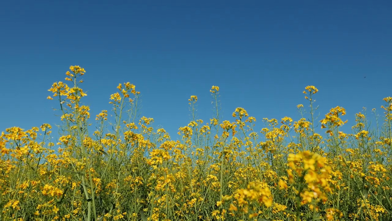 蜜蜂为田间盛开的黄色油菜(油菜)花授粉视频素材
