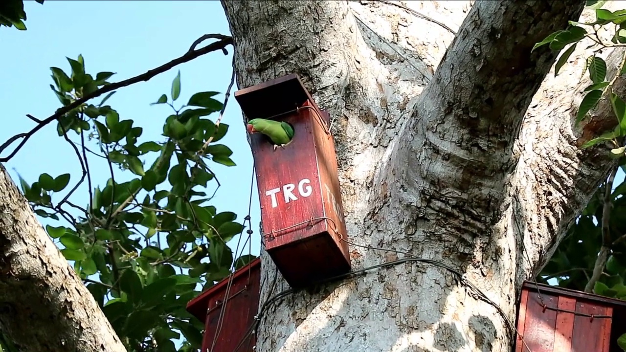 一只美丽的雌性亚历山大长尾鹦鹉在树脂树上的树屋里等待着什么视频素材
