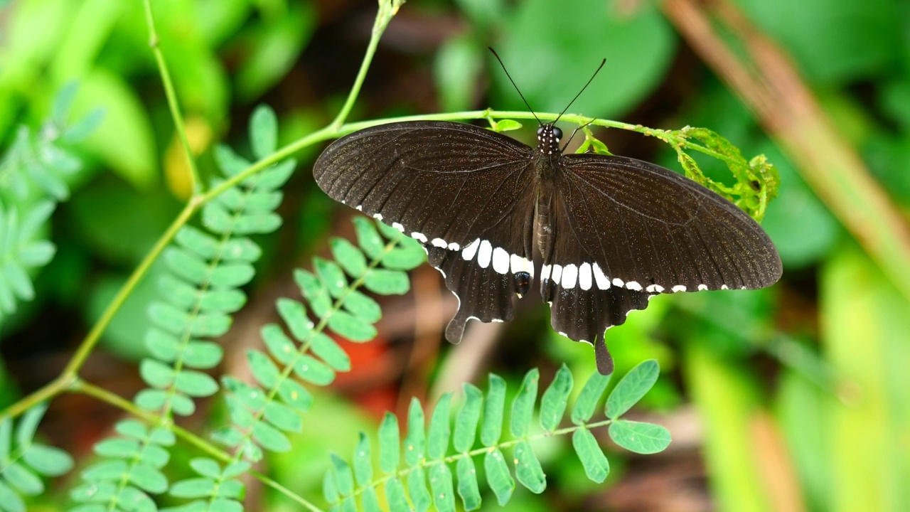 常见的凤蝶在乔木上，背景为天然的绿叶视频素材