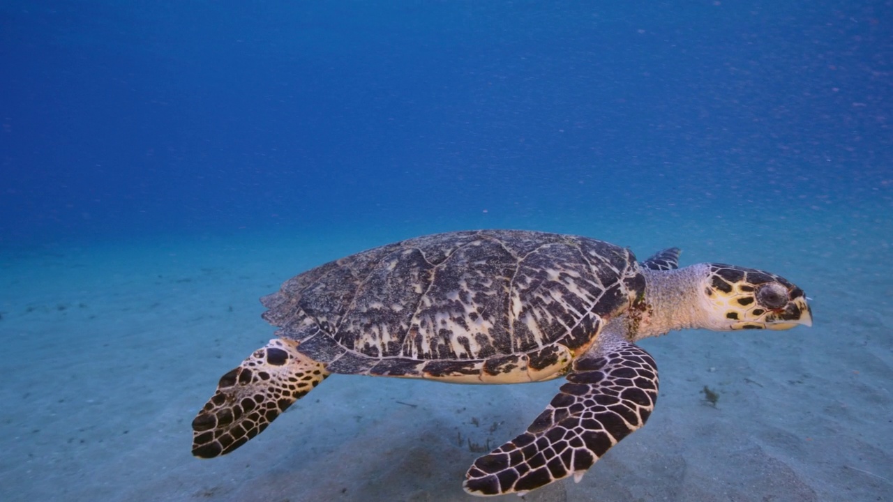 库拉索岛附近加勒比海珊瑚礁上的玳瑁海龟视频下载