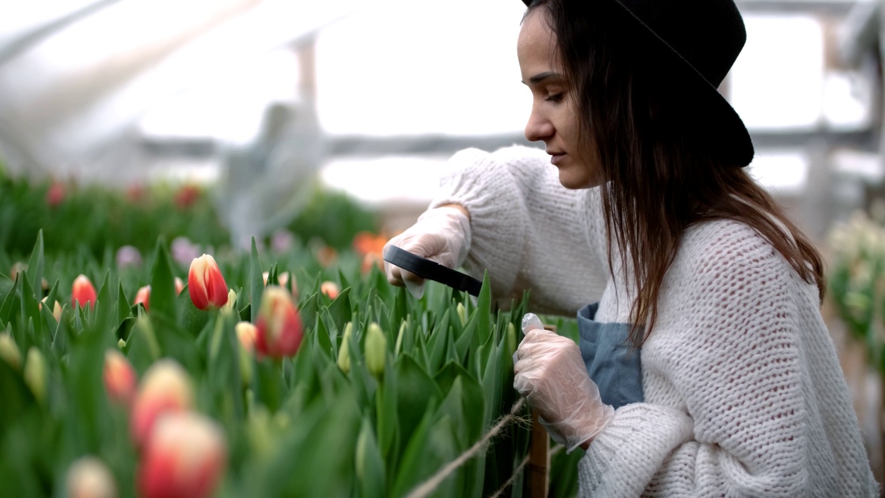 漂亮的年轻女花匠或农学家，穿着工作服，帽子和围裙，在一个大的玻璃温室照料郁金香花。视频素材