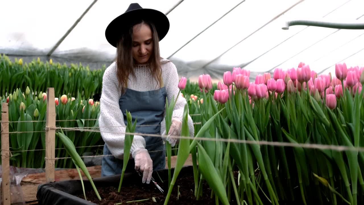 一名戴着帽子的温室工人正在为一个待售的温室修剪粉红色郁金香。春天的概念,园艺。视频素材