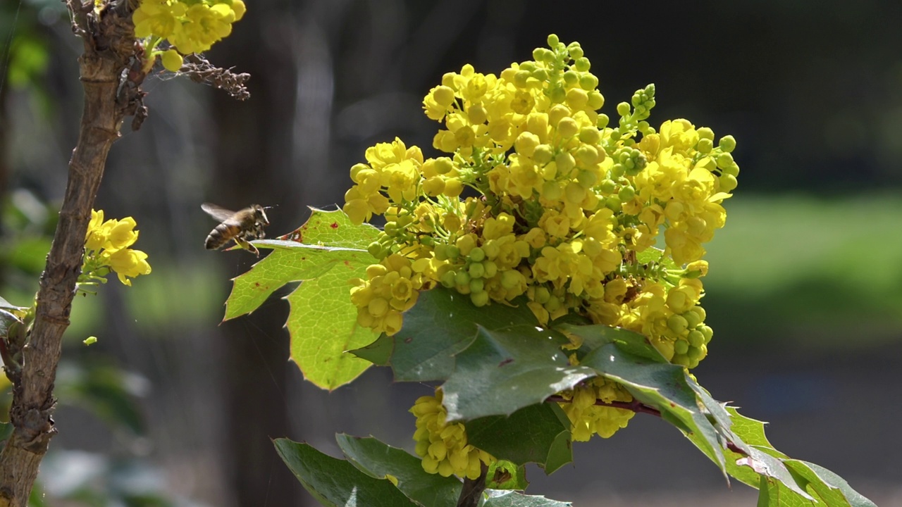 蜜蜂在森林里采集黄色花朵的花粉视频下载