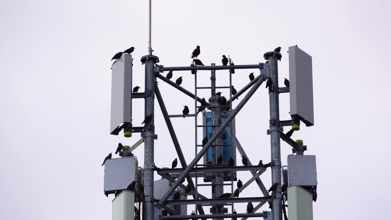 5G无线电塔上的鸟类视频素材