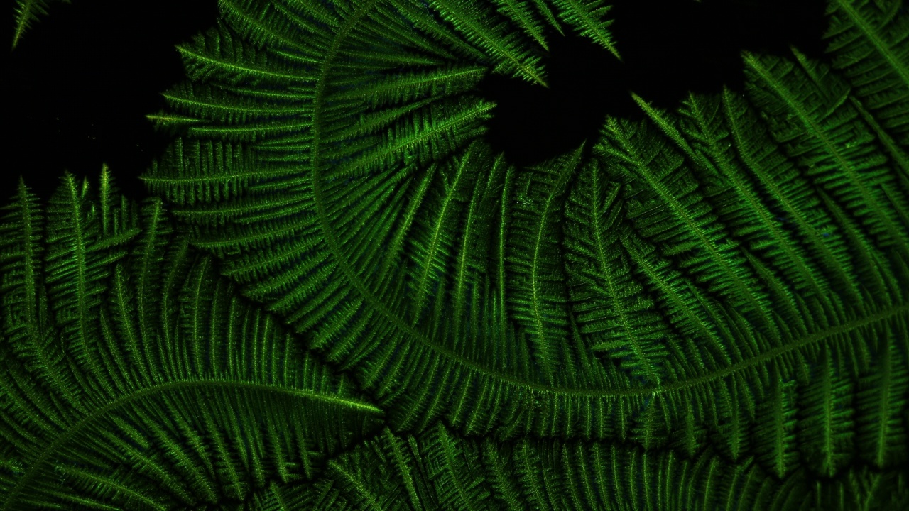 在显微镜下，食用色素的晶体就像植物一个接一个地生长视频下载