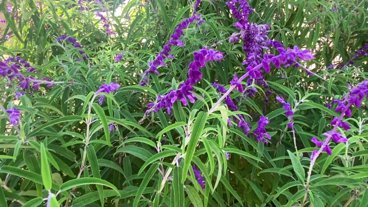 紫鼠尾草花坛视频素材