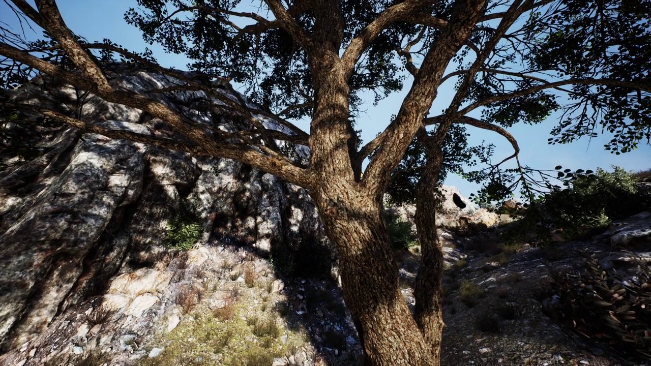 一棵大树长在山顶的岩石上视频素材