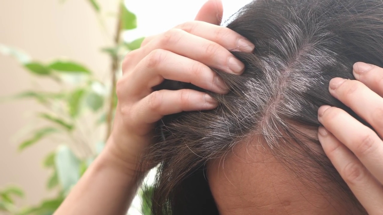 中年妇女用梳子梳理头发，检查她的黑色头发与灰色的发根。头发早白，脱发早。近距离视频下载