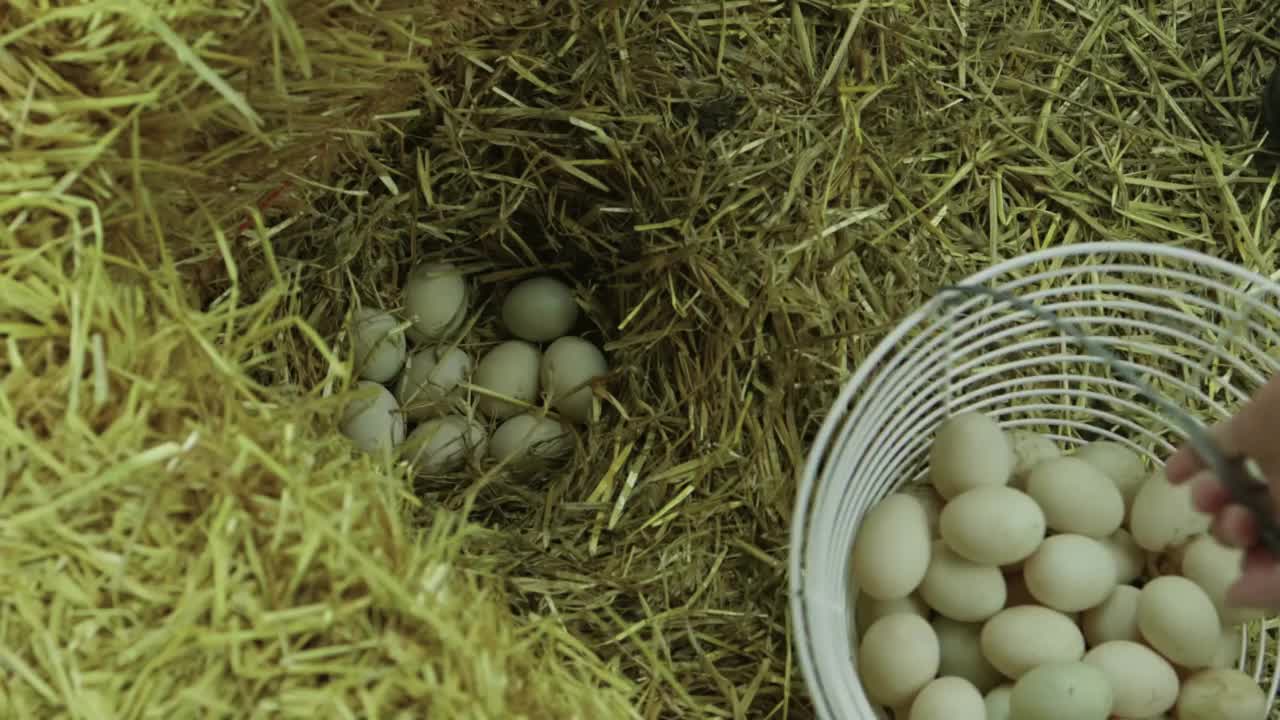 农民在养鸡场挑选新鲜鸡蛋的视频视频素材