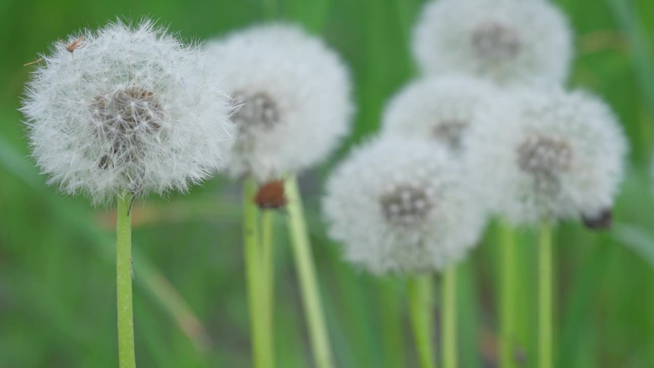 白色的蒲公英球与浮标，绿色的草地附近滑块视频视频素材