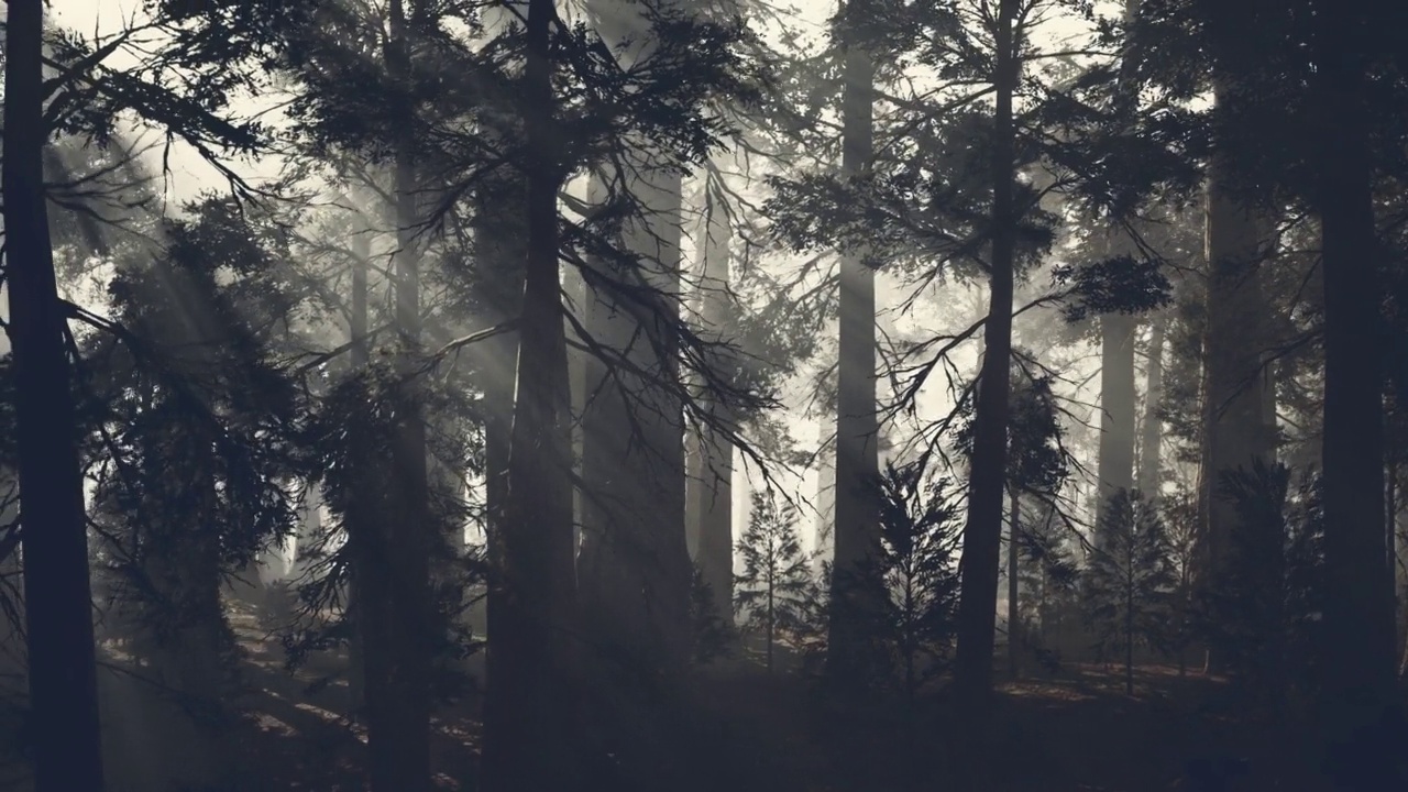 黑松树林中的黑树干视频素材
