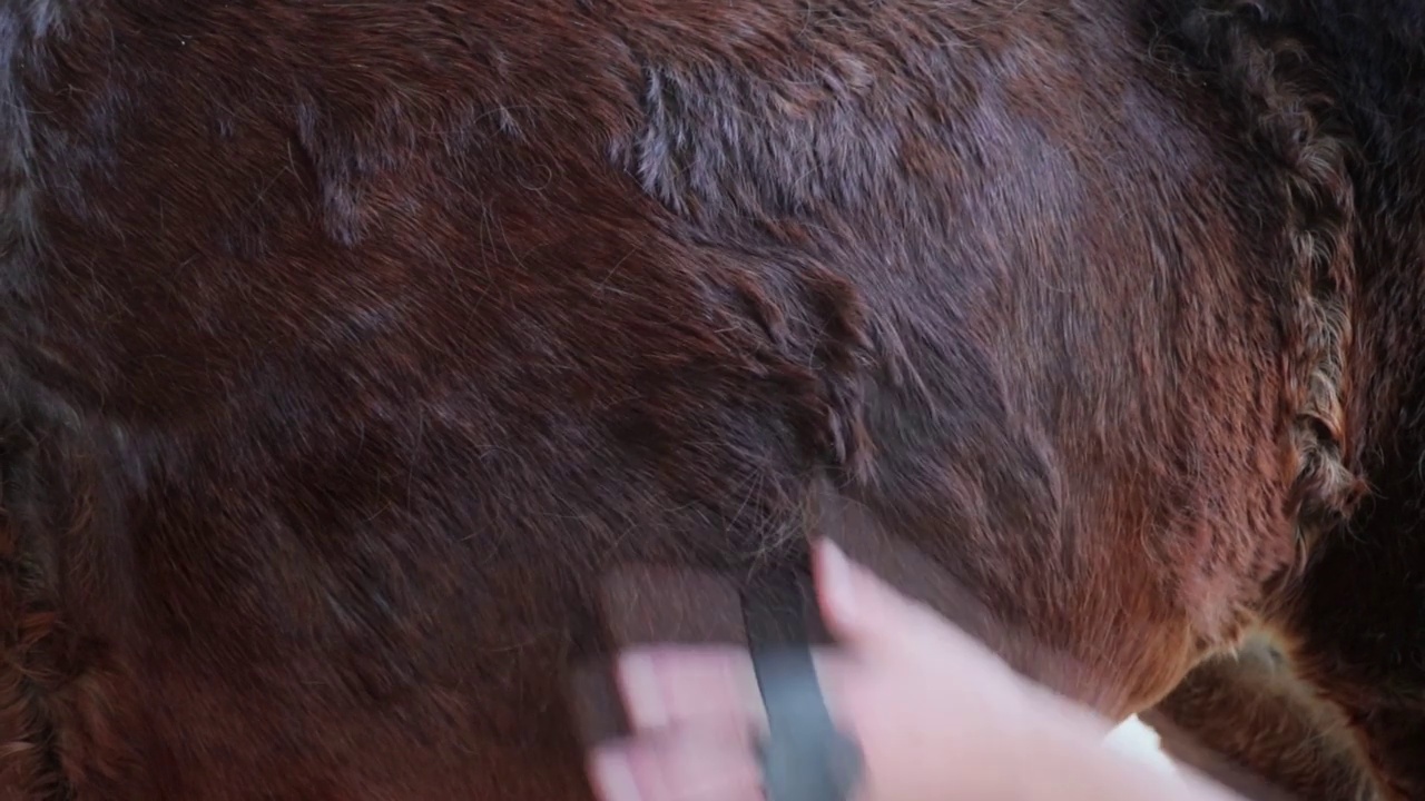 一个女人用软毛刷清洁马。饲养员在马厩里照顾海湾马。视频素材