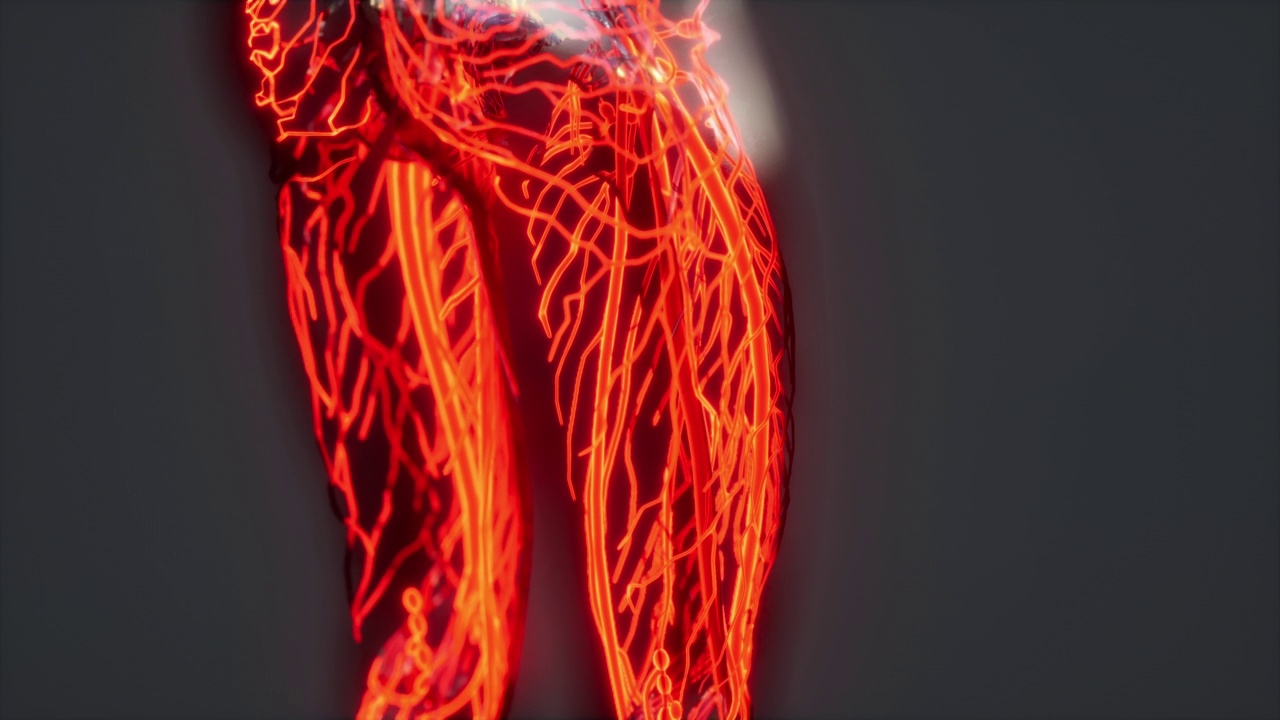人体解剖扫描显示血液循环的分析视频素材