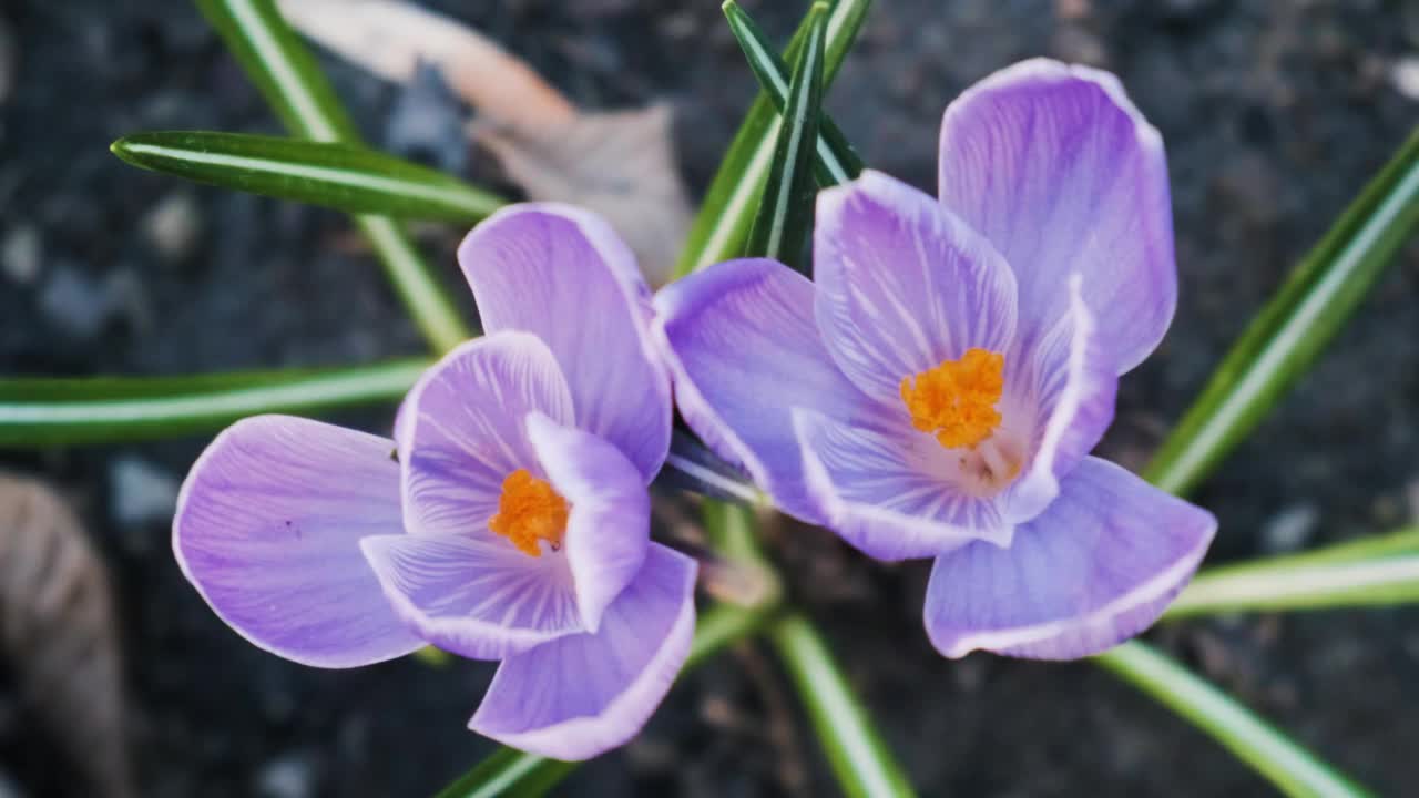 紫色番红花或藏红花的花近顶视图。花园里盛开的番红花。春花带露珠视频素材