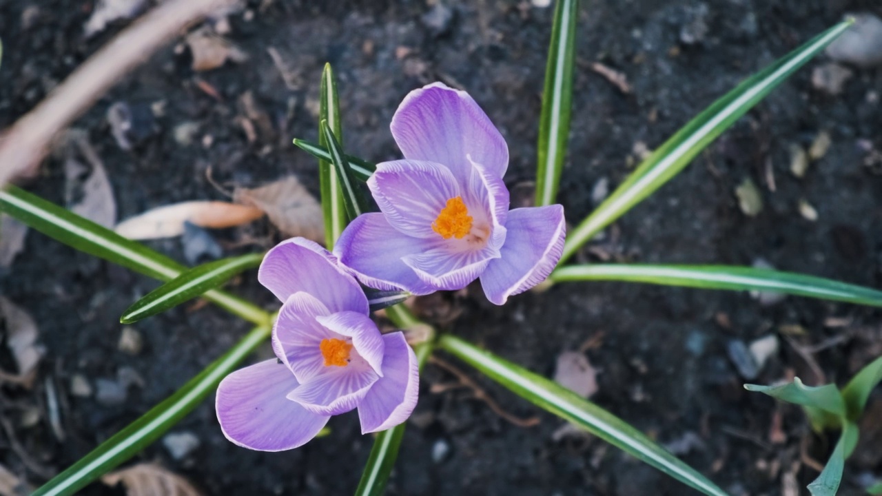 紫色番红花或藏红花花近距离俯视图。花园里盛开的番红花。春天的花朵上有露珠视频素材