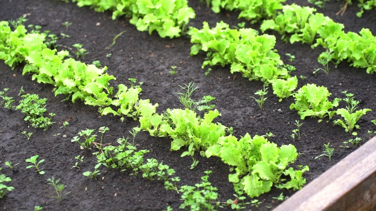绿色沙拉植物的特写镜头。在花园的苗床上种植绿叶莴苣视频下载