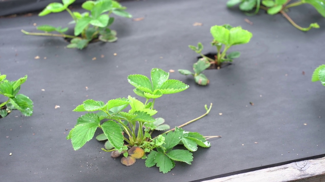 草莓床上盖着一块黑布。园艺的概念视频下载