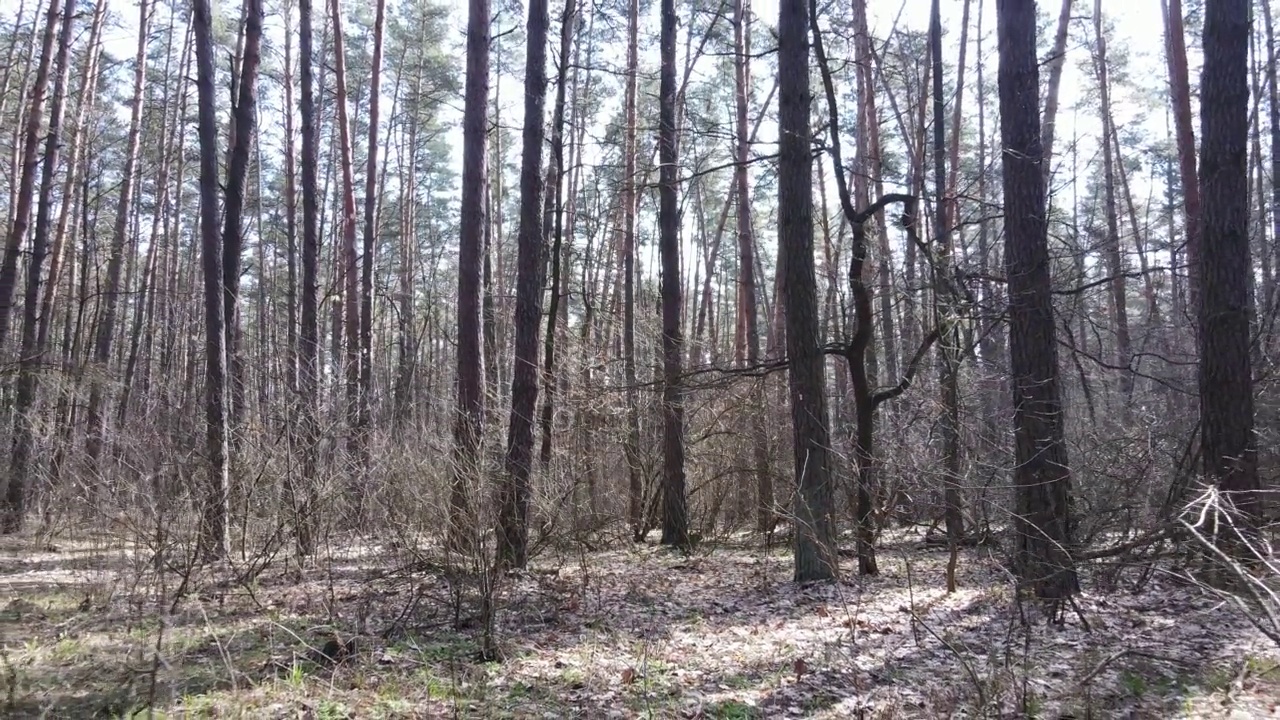 春天有松树的森林视频素材