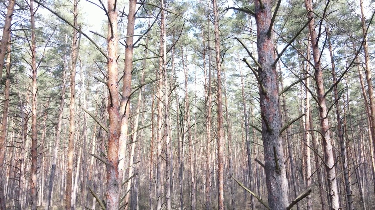 春天有松树的森林视频素材