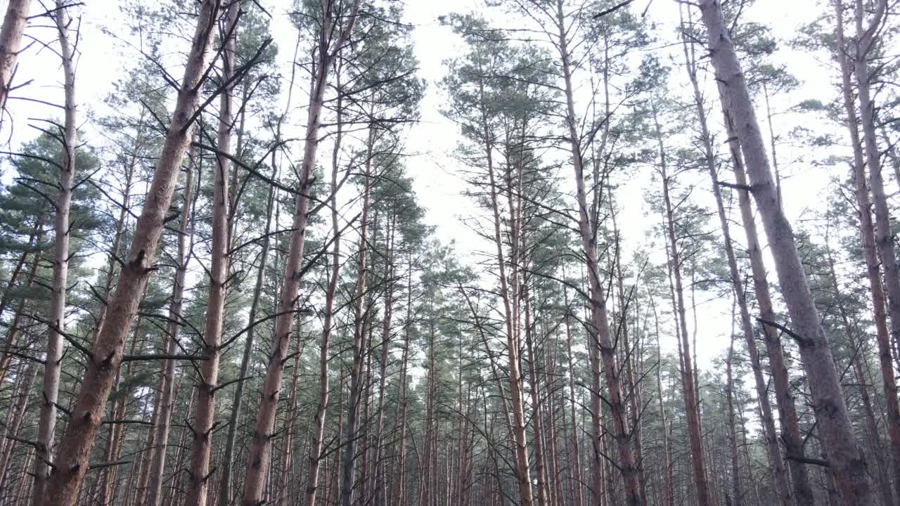 春日空无一人的松林视频素材
