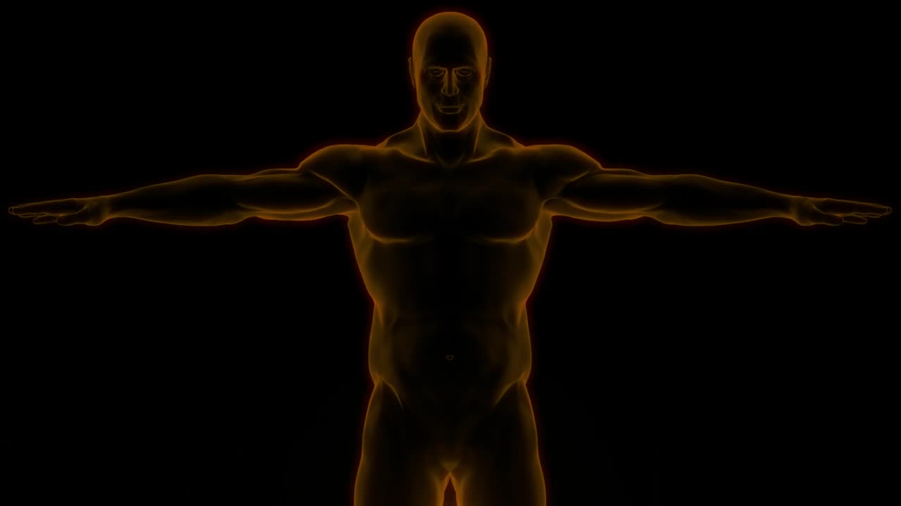 人体消化系统解剖动画概念视频素材
