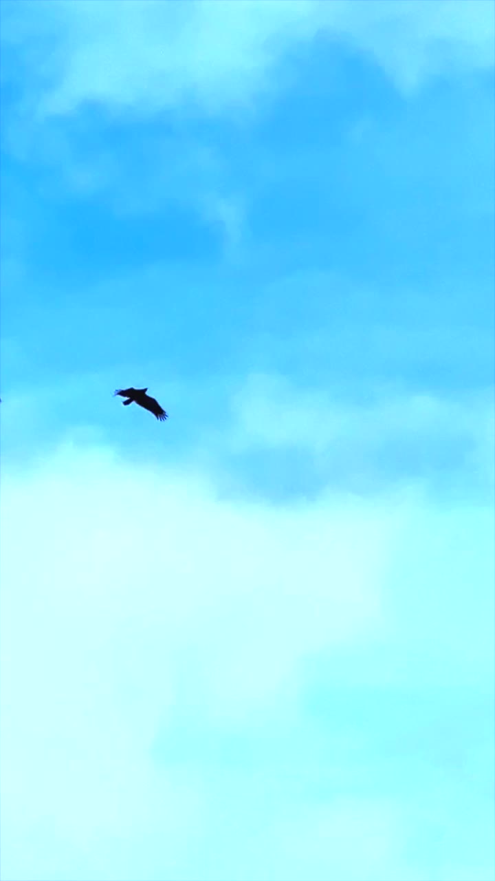 老鹰和小鸟一起飞翔视频下载