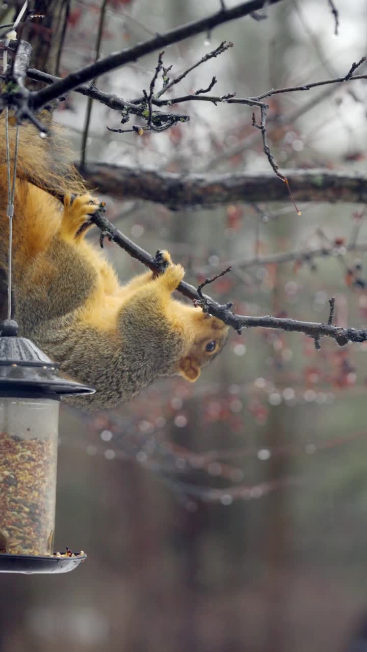 松鼠从喂鸟器里吃东西视频素材