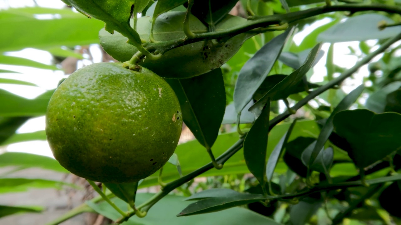 悬挂在树枝上的柑橘类水果仍然是绿色的视频下载