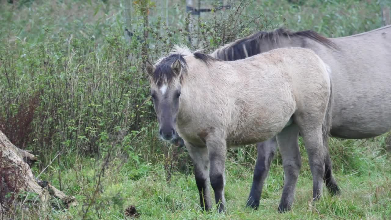 荷兰自然保护区的两匹野马视频素材
