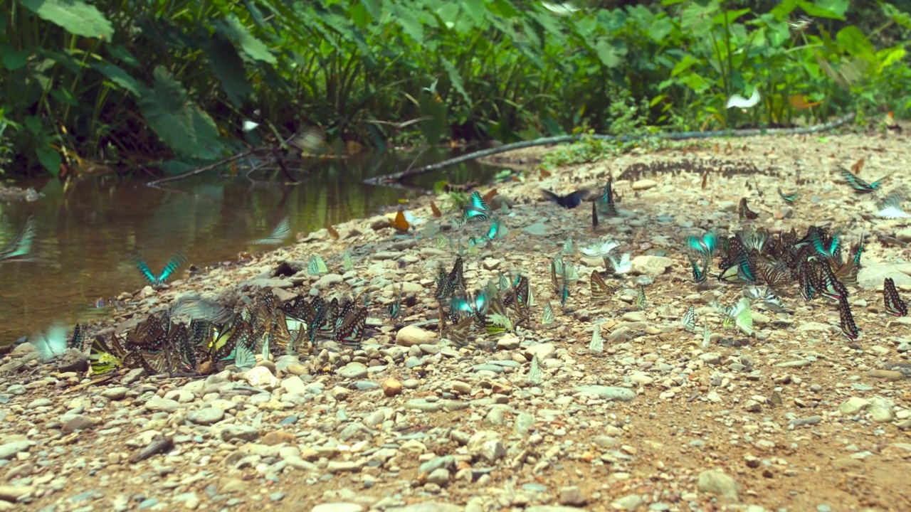 一群蝴蝶在完美的热带森林中。视频素材