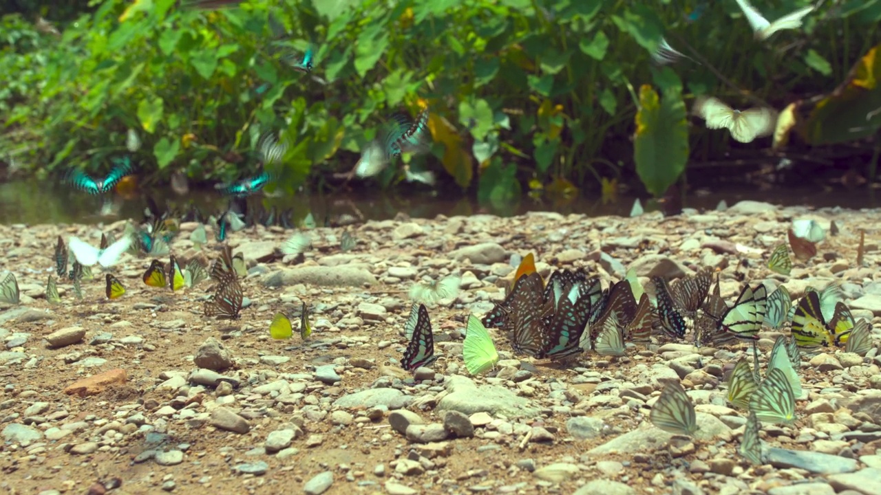 一群蝴蝶在完美的热带森林中。视频素材