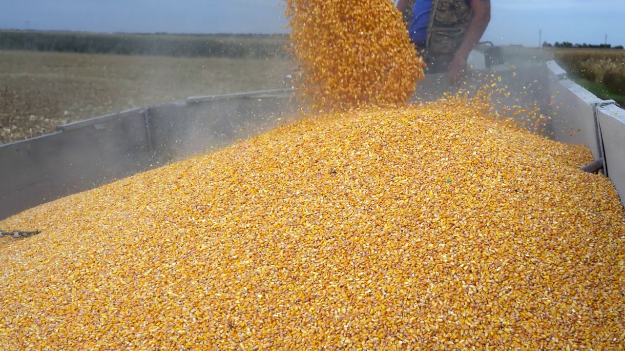 将收获的玉米卸到拖拉机拖车上视频素材