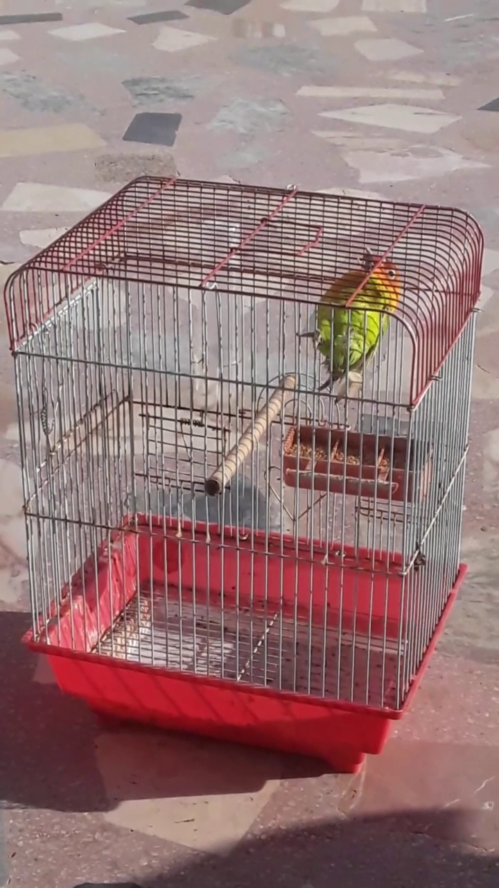 笼子里的鸟视频素材
