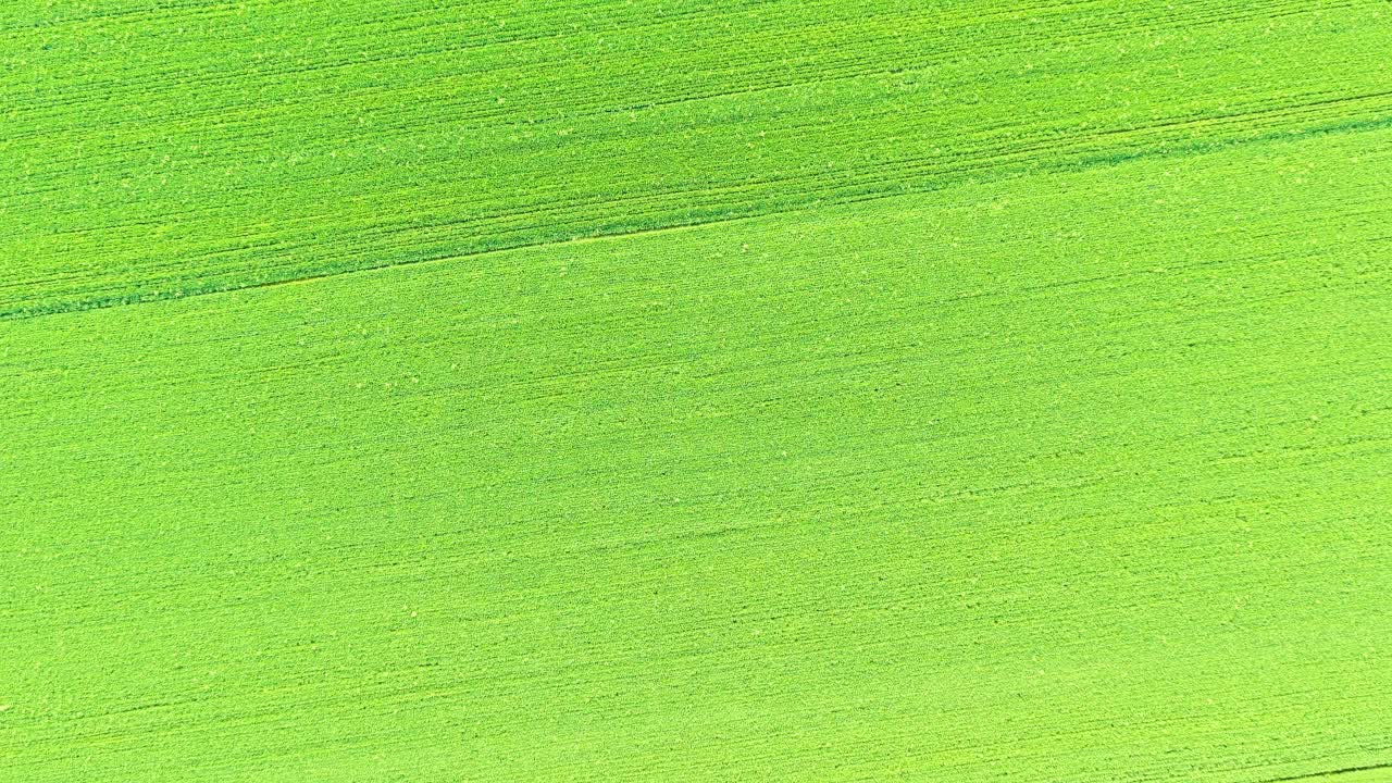空中拍摄的春天绿色麦田的画面视频素材