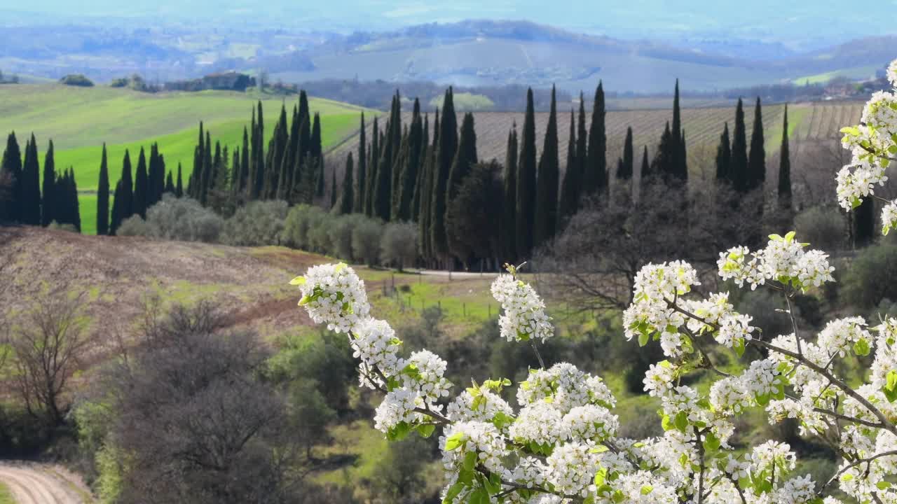 锡耶纳附近美丽的托斯卡纳春季景观，前景是开花的树，背景是柏树。意大利视频素材