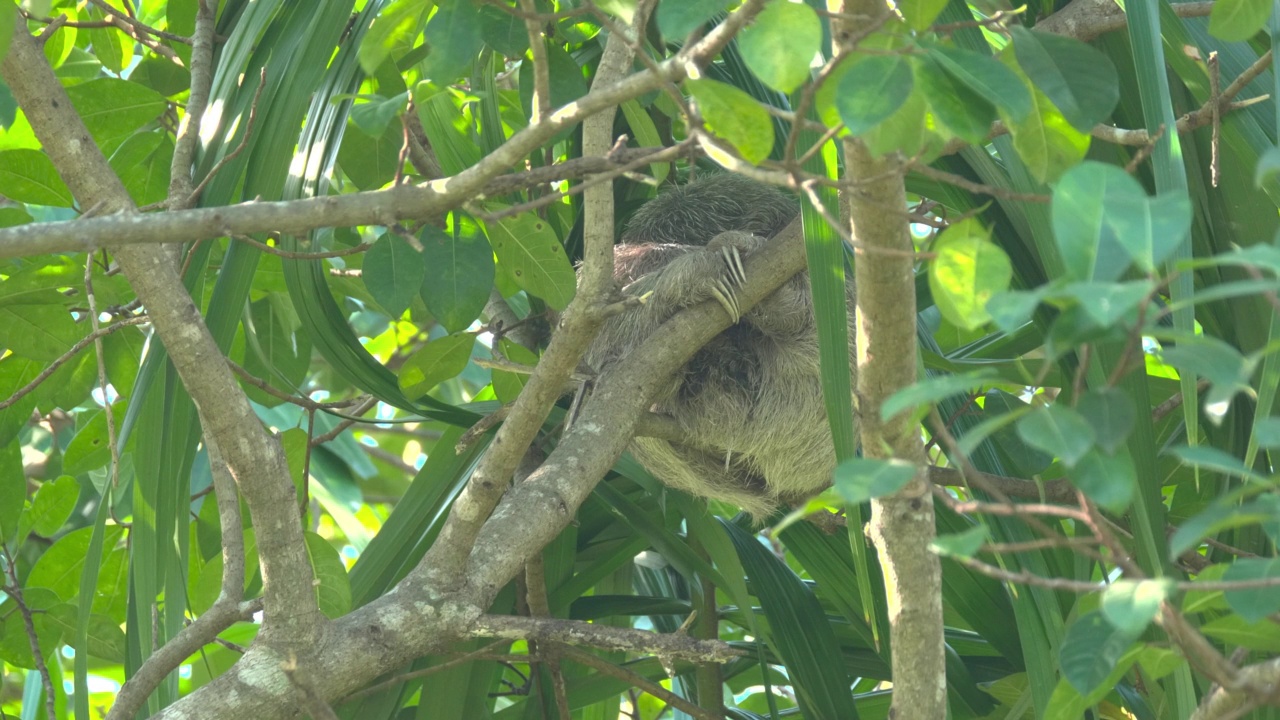 三趾树懒在哥斯达黎加奎波斯的一棵树上睡觉的广角镜头视频素材
