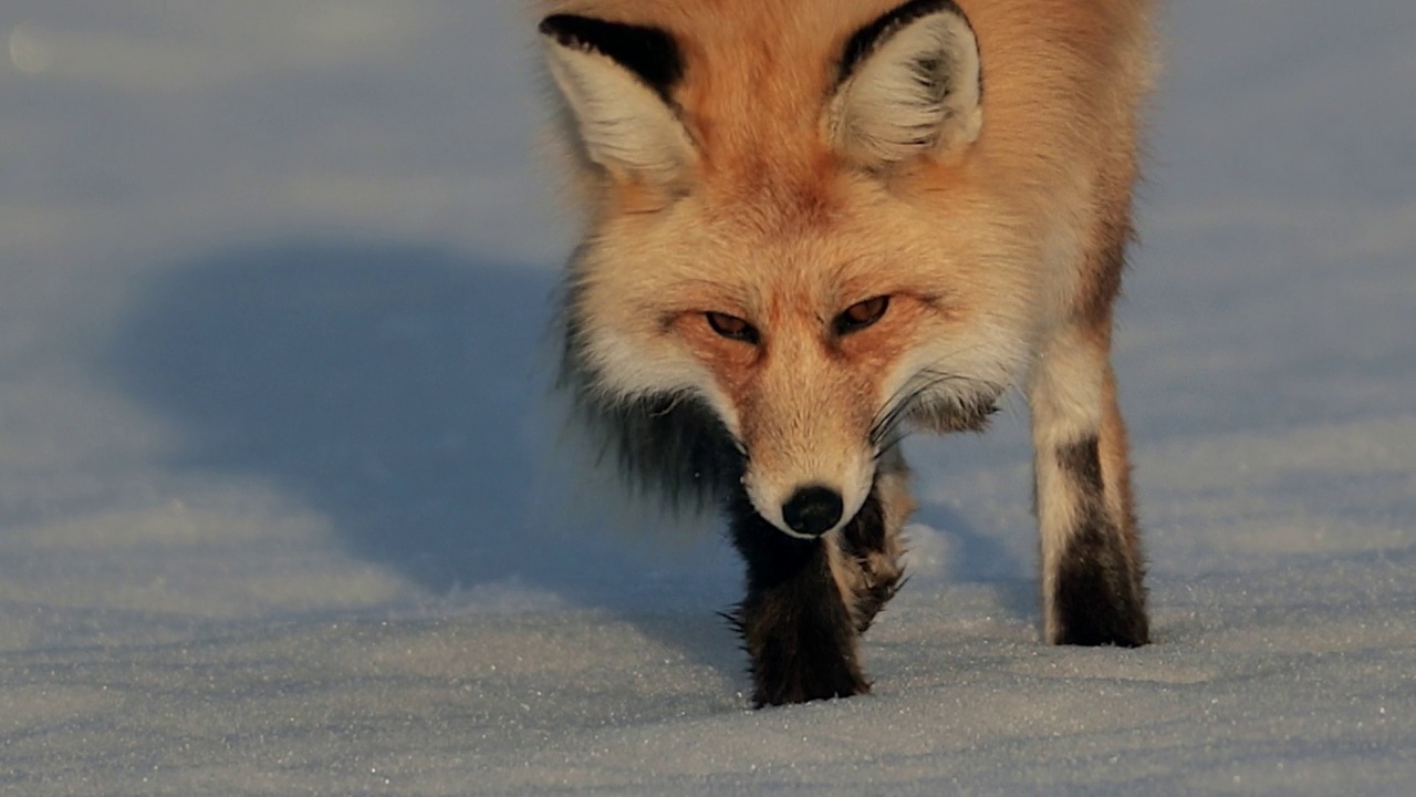 TS 4K极其罕见的慢动作拍摄3条腿的红狐狸(Vulpes Vulpes)狩猎在新鲜的雪在日落视频素材