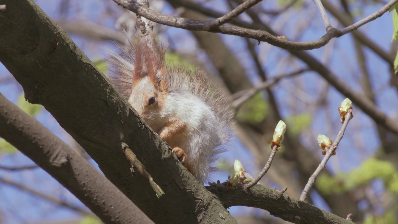 红松鼠坐在森林里一棵树的树枝上。毛茸茸的可爱的啮齿动物。北美寻常的视频素材