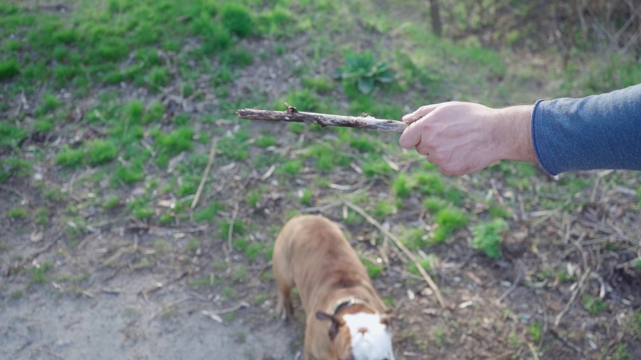 人在户外和他的狗玩耍。有趣的狗狗跳着咬着他的主人拿着的木棍。慢动作视频下载