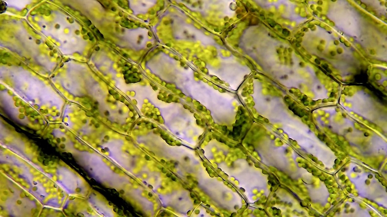 水草细胞在显微镜下放大40倍视频素材