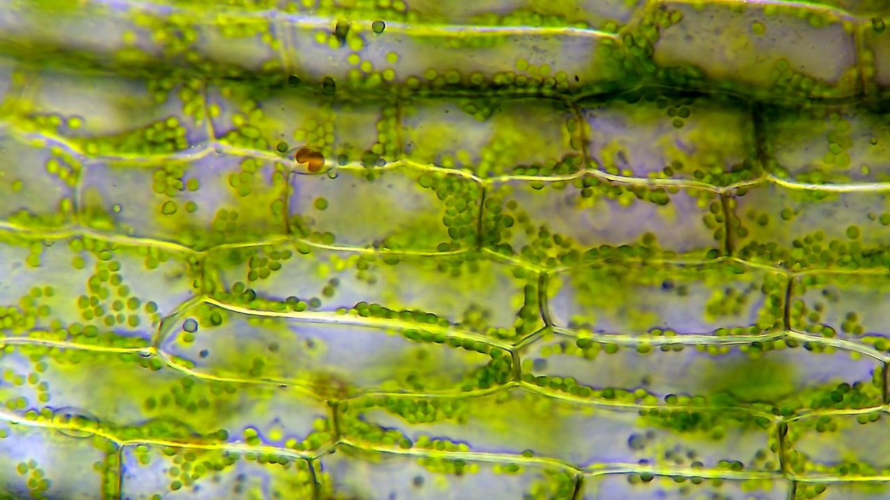 水草细胞在显微镜下放大40倍视频素材
