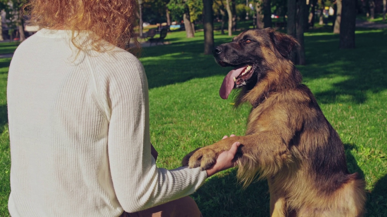聪明的狗狗给女主人用爪子，学习命令，户外训练视频素材