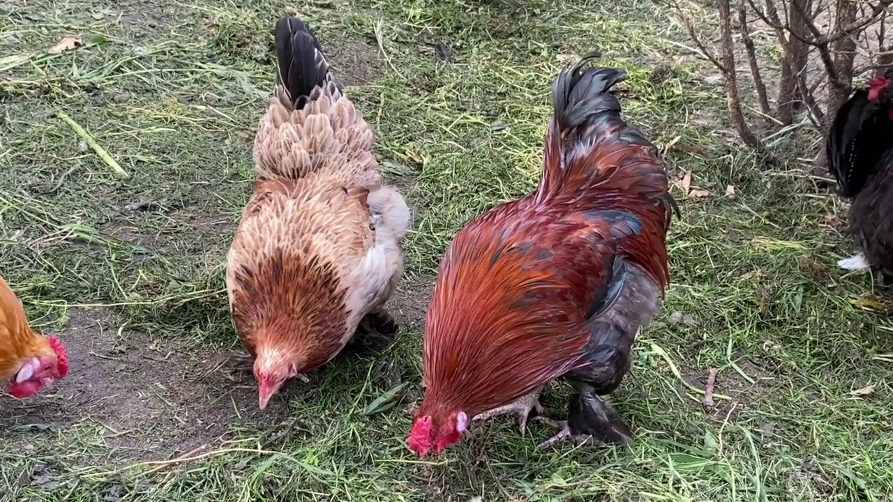 公鸡和母鸡在农场里。视频素材
